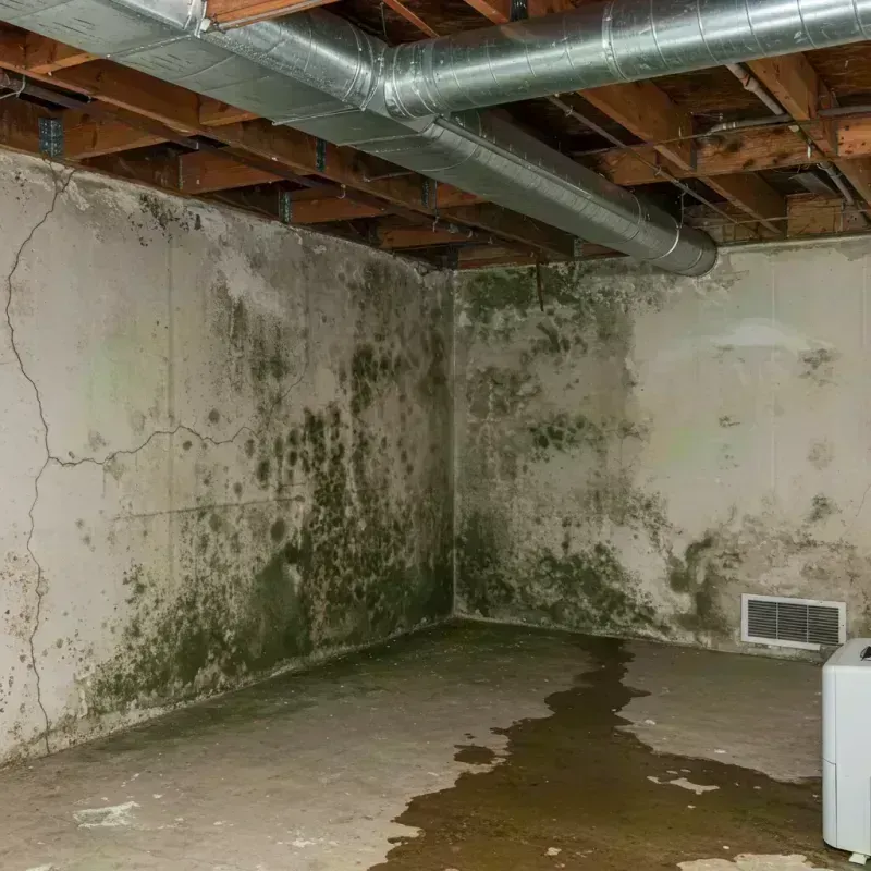 Professional Mold Removal in West Orange, NJ